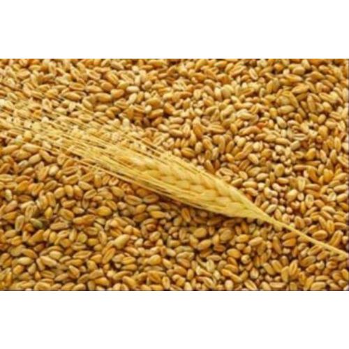 Wheat from Russia, U