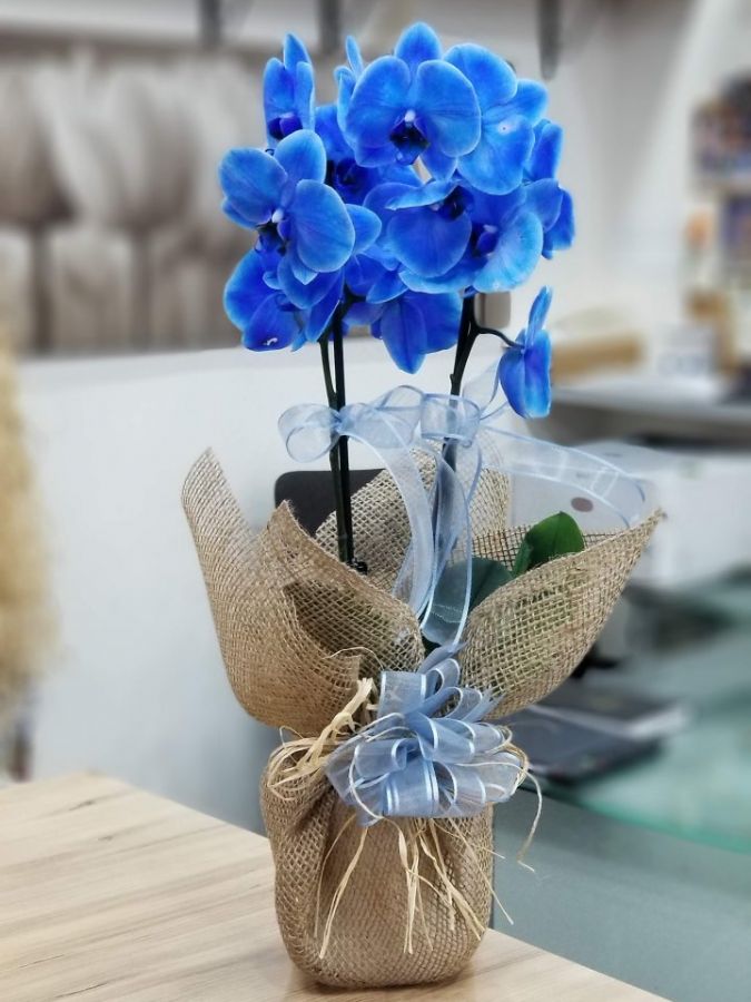 Mavi Orkidei