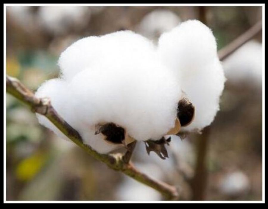 Organic Cotton Fiber
