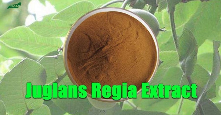 Juglans Regia Extract Walnut Extract Natural DHMA