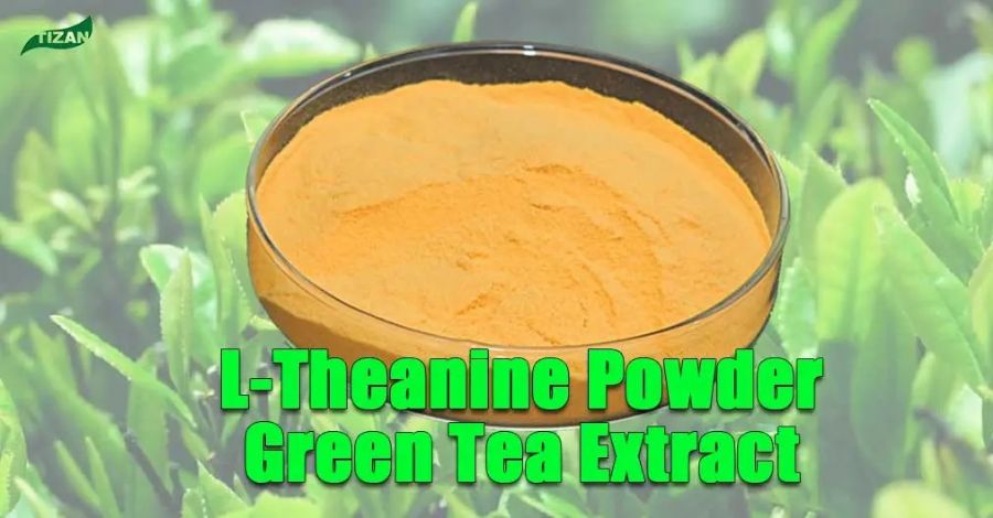 L-Theanine Powder Green Tea Extract