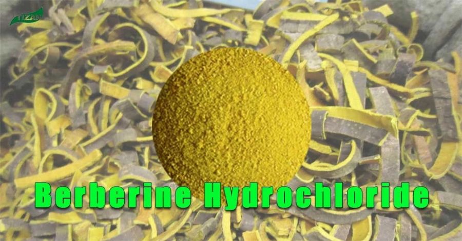Berberine Hydrochloride Powder Phellodendron Amurense Bark Extract