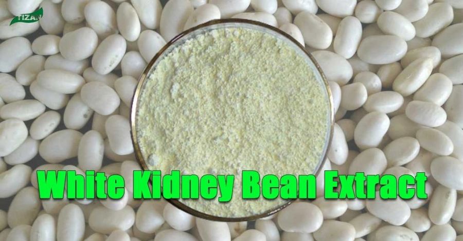White Kidney Bean Extract