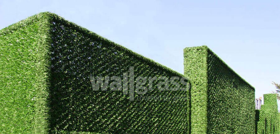 Wallgrass grass fenc